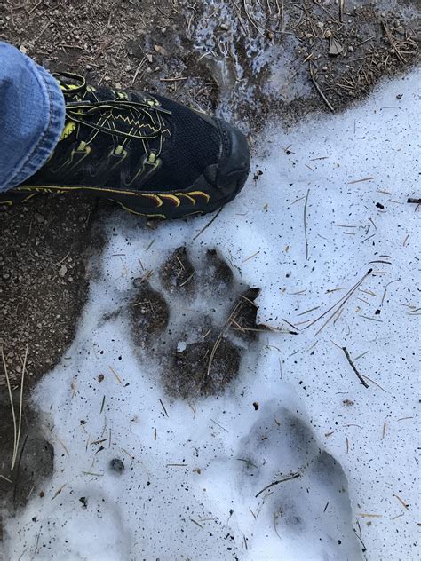 Mountain lion track. Things To Know About Mountain lion track. 